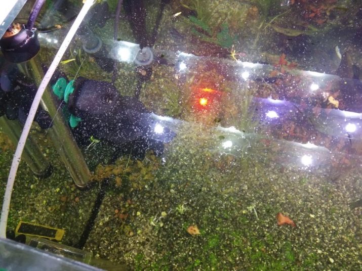 Плівка на поверхні води в акваріумі (14 фото): причини появи білої бактеріальної плівки. Що робити, якщо вода покрилася плівкою?