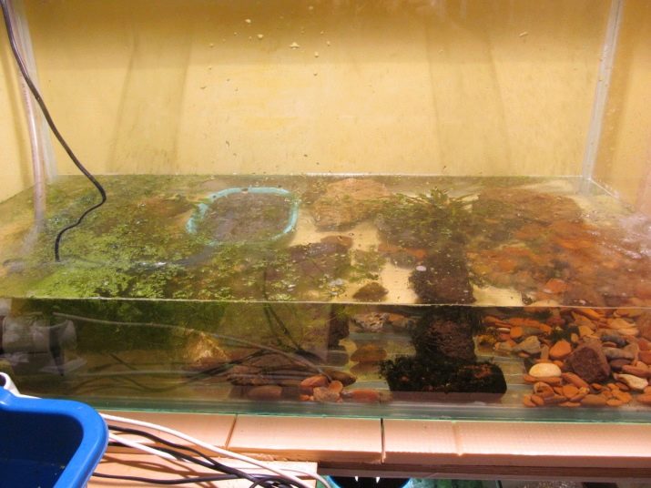 Плівка на поверхні води в акваріумі (14 фото): причини появи білої бактеріальної плівки. Що робити, якщо вода покрилася плівкою?