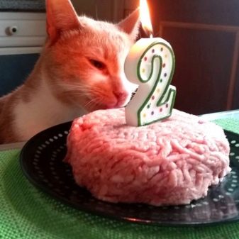 Подарунок коту: що подарувати кішці на Новий рік і день народження?