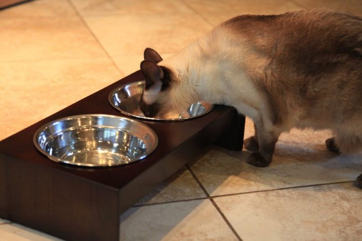 Подарунок коту: що подарувати кішці на Новий рік і день народження?