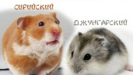 Порівняння джунгарського і сирійського хом’яків (24 фото): який краще вибрати для дитини? Як їх відрізнити?