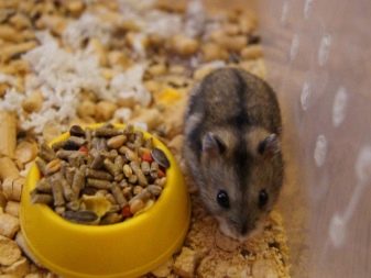 Порівняння джунгарського і сирійського хом’яків (24 фото): який краще вибрати для дитини? Як їх відрізнити?