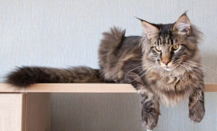 Породи кішок з китичками на вухах (30 фото): назви великих порід свійських котів та правила їх змісту