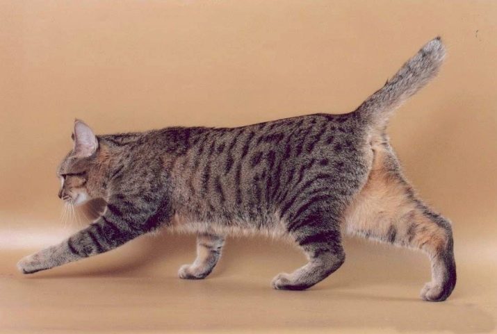 Породи кішок з китичками на вухах (30 фото): назви великих порід свійських котів та правила їх змісту