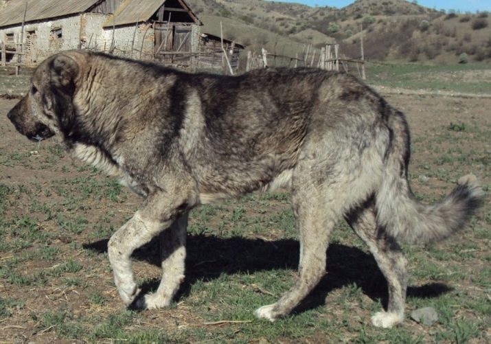 Румунські вівчарки (18 фото): опис карпатських і миоритских вівчарок, особливості їх змісту