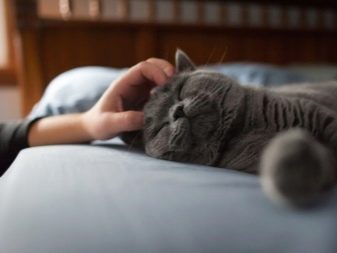 Сірі британські коти (20 фото): опис прямовухих кішок. Як містити британського кошеня світло-сірого та темно-сірого забарвлення?