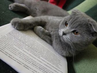 Сірі британські коти (20 фото): опис прямовухих кішок. Як містити британського кошеня світло-сірого та темно-сірого забарвлення?