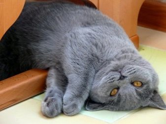 Сірі британські коти (20 фото): опис прямовухих кішок. Як містити британського кошеня світло-сірого та темно-сірого забарвлення?