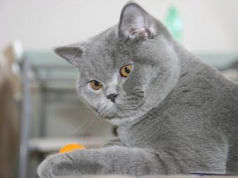 Сірі британські коти (20 фото): опис прямовухих кішок. Як містити британського кошеня світло-сірого та темно-сірого забарвлення?