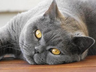 Сірі британські коти (20 фото): опис прямовухих кішок. Як містити британського кошеня світло-сірого та темно-сірого забарвлення?