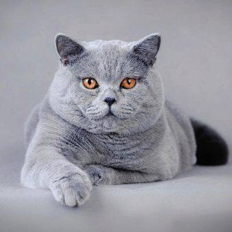 Сірі британські коти (20 фото): опис прямовухих кішок. Як містити британського кошеня світло-сірого та темно-сірого забарвлення?