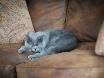 Сірі британські коти (20 фото): опис прямовухих кішок. Як містити британського кошеня світло-сірого та темно-сірого забарвлення?