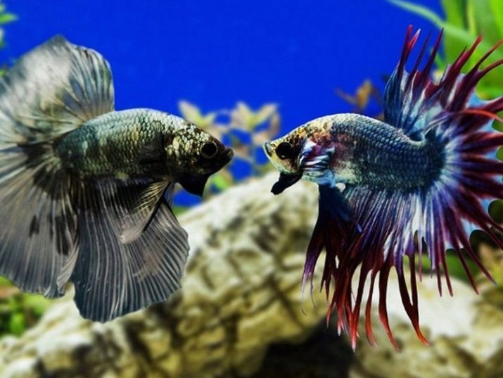 Скільки років живе рибка півник? 9 фото Скільки років може прожити в акваріумі? Що впливає на тривалість життя?