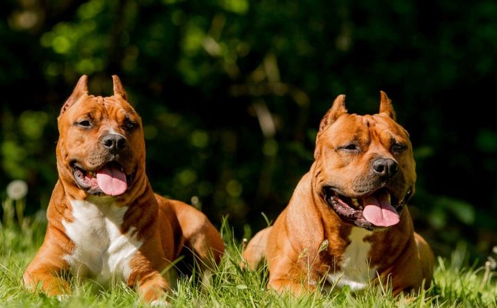 Скільки живуть стаффордширські тер’єри? Середня тривалість життя собаки в домашніх умовах. Які фактори впливають на термін життя стаффордширкого тер’єра?