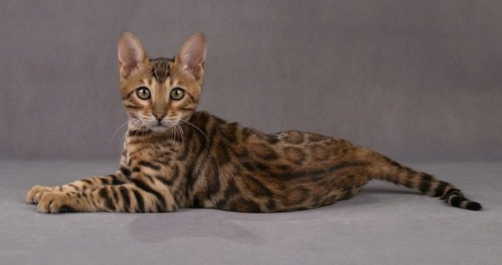 Як назвати бенгальського кота? Царські і популярні клички для кошеняти-хлопчика бенгальської породи