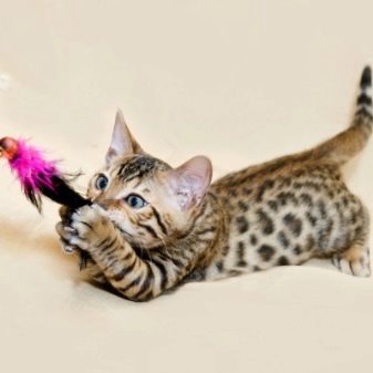 Як назвати бенгальського кота? Царські і популярні клички для кошеняти-хлопчика бенгальської породи
