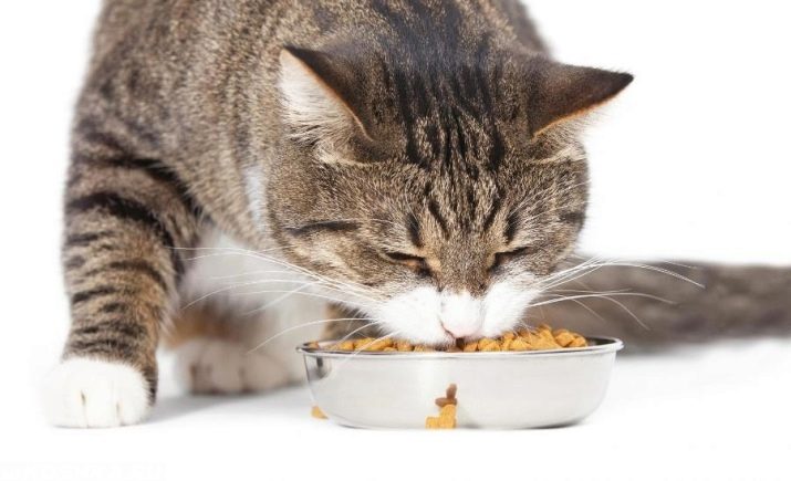 Як переводити кішку на інший корм? Можна міняти сухий корм кота? Як правильно перевести кота на корм іншої фірми?