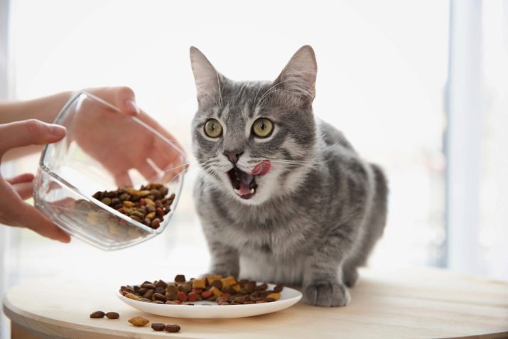 Як переводити кішку на інший корм? Можна міняти сухий корм кота? Як правильно перевести кота на корм іншої фірми?