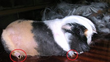 Як стригти кігті морській свинці? Коли потрібно їх підстригати? Що потрібно для стрижки кігтів в домашніх умовах?