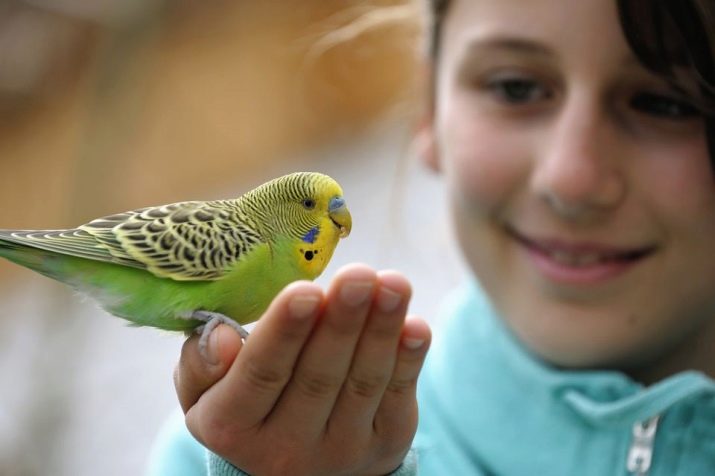 Як визначити стать папугу? 13 фото Як відрізнити хлопчика від дівчинки по поведінці?