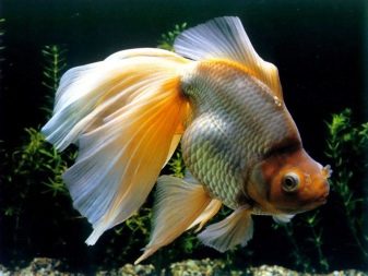 Золота рибка в круглому акваріумі (10 фото): як правильно доглядати? Може жити без кисню? Зміст в круглому акваріумі без фільтра, компресора