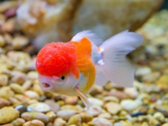 Золота рибка в круглому акваріумі (10 фото): як правильно доглядати? Може жити без кисню? Зміст в круглому акваріумі без фільтра, компресора