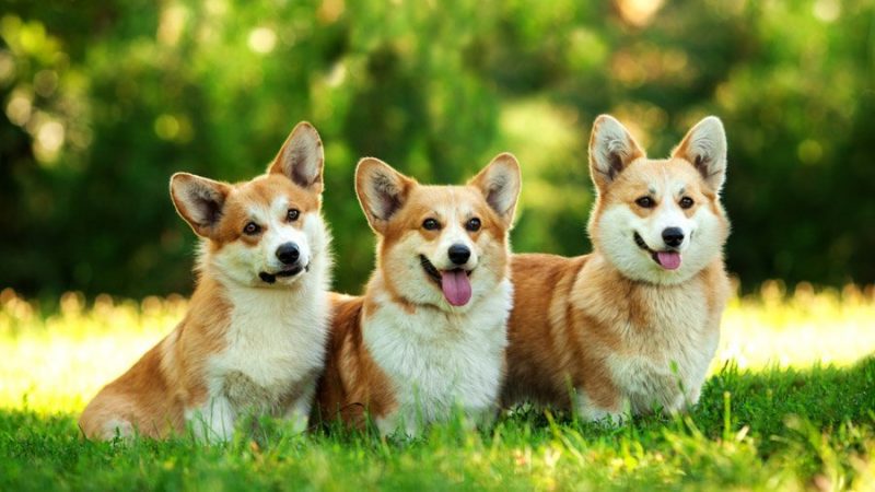 Англійські породи собак: повний огляд з фотографіями і назвами. Улюблена собака англійської королеви: порода