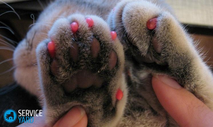 Антивандальные обои от кошек