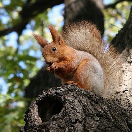 Білка, конспект заняття по ознайомленню з природою
