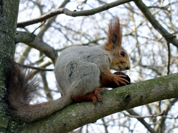 Білка, конспект заняття по ознайомленню з природою Білка, конспект заняття по ознайомленню з природою