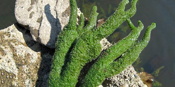 Бадяга від прищів — і плям на обличчі. Бадяга від прищів — інструкція із застосування, відгуки