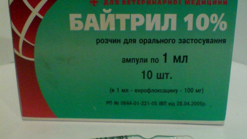Байтрил – антибіотик: інструкція із застосування і дозування для голубів, котів, собак, курей, птахів, папуг, перепілок, кролів. Байтрил: аналоги і відгуки