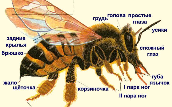 Бджола — це тварина чи комаха? Медоносна бджола: свійська або дика тварина, комаха?