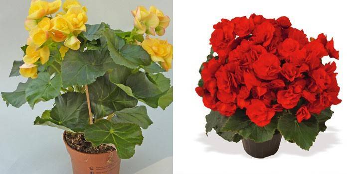 Бегонія — догляд в домашніх умовах, посадка, вирощування