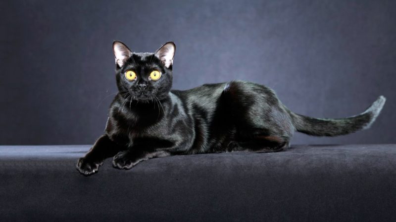 Бомбейська короткошерста кішка, схожа на пантеру: характер, опис, фото. Скільки коштує бомбейська кішка? Як виглядає бомбейська кішка і кошенята?
