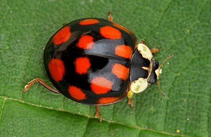 Божа корівка: прикмети в залежності від кольору і дій. Що обіцяє прикмета, коли сонечко залетіла у ваш будинок, села на людину?