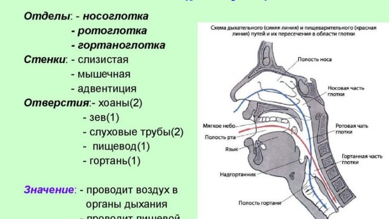 Будова горла і гортані людини — функції, анатомія, глотка, гортань, трахея: фото з описом, захворювання, патології, травми