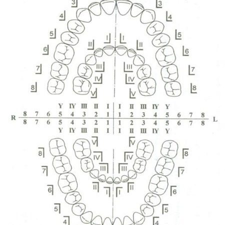 Будова зубів людини