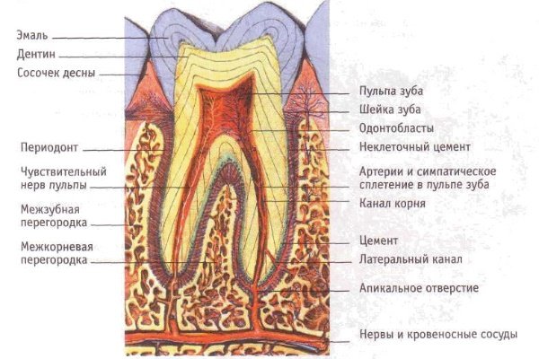Будова зубів людини
