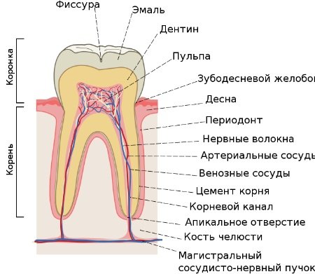 Будова зубів людини