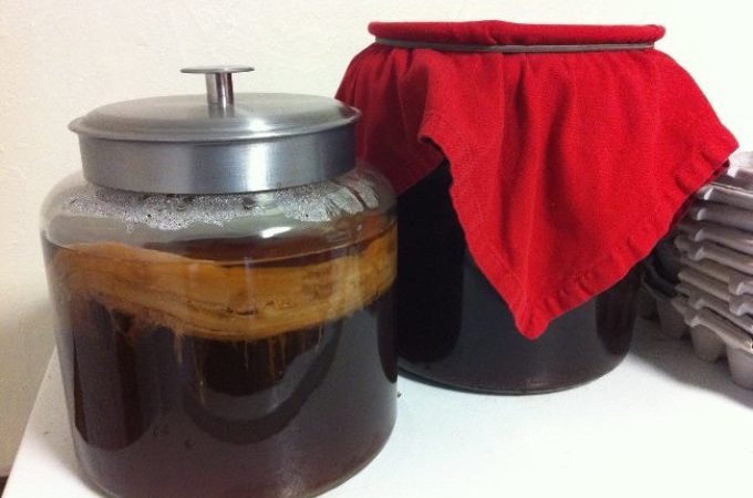 Чайний гриб: корисні властивості, протипоказання, відгуки. Чайний гриб: як доглядати і вживати, як виростити з нуля в домашніх умовах?