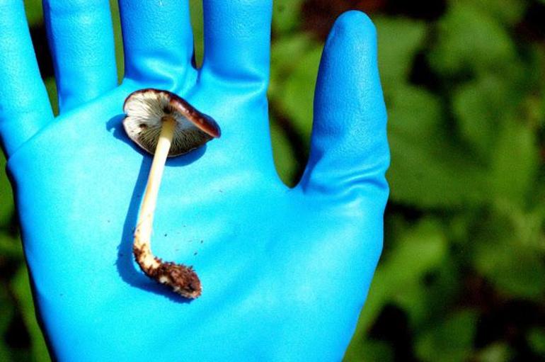 Чем можно отмыть руки после грибов маслят