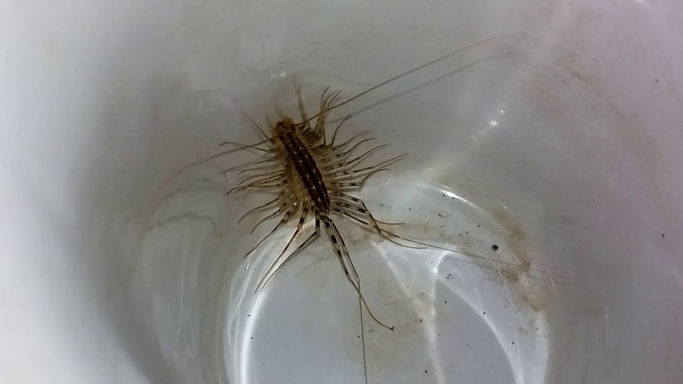 Чем опасна для людей мухоловка и как избавиться от насекомого Чем опасна для людей мухоловка и как избавиться от насекомого