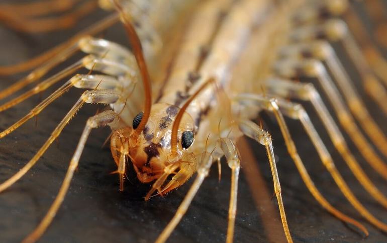 Чем опасна для людей мухоловка и как избавиться от насекомого Чем опасна для людей мухоловка и как избавиться от насекомого