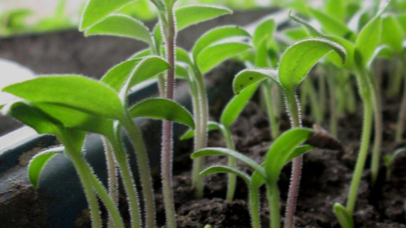 Через скільки днів сходить насіння, і що робити, якщо цього не відбувається?