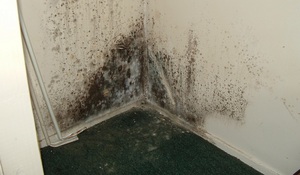 Чёрная плесень в квартире или доме – чем это опасно