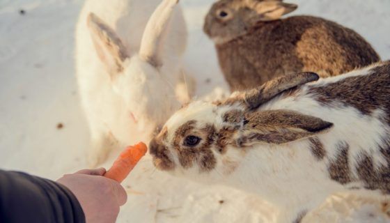 Чим годують кроликів взимку в домашніх умовах