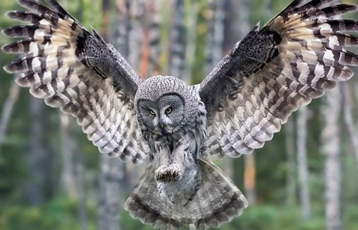 Чим сова відрізняється від філіна, сича: порівняння, різниця, фотографії. Чому сови, сичі та пугачі полюють лише вночі?