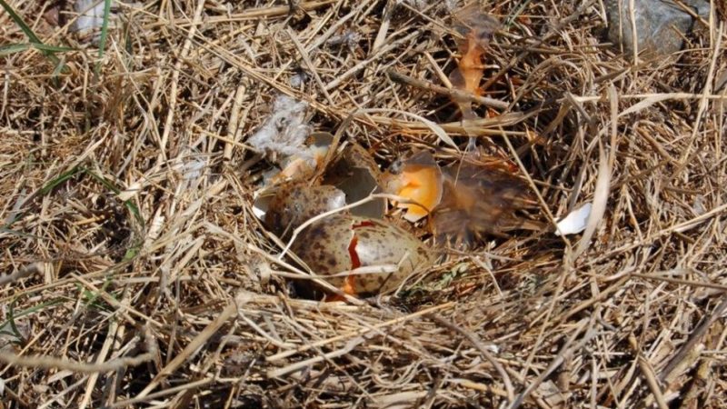 Чому не можна чіпати, розоряти гнізда птахів: інформація для дітей. Як оцінити вчинок хлопчиків, які розоряють гнізда?