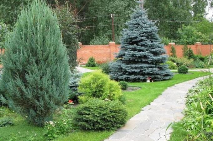 Чому не можна садити ялинки на ділянці: прикмети, думки експертів, правила